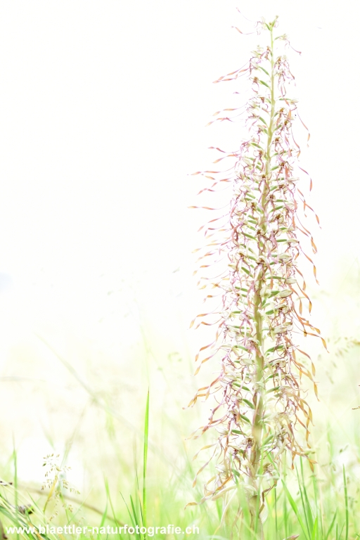 Bocks-Riemenzunge (Himantoglossum hircinum)